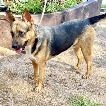 Rescue Shepherd Dogs for Adoption in Longview, Texas - Roger | PetCurious
