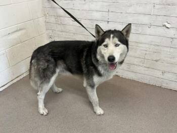 Siberian Husky Dogs Available for Adoption - APOLLO | PetCurious
