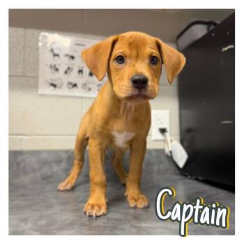 Captain -  American Staffordshire Terrier Dog for Adoption in Pierceton, Indiana - Captain | PetCurious