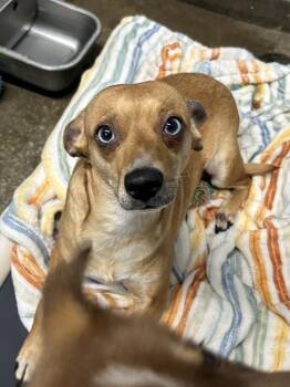 Piper -  Chihuahua Dog for Adoption in Evansville, Indiana - Piper | PetCurious