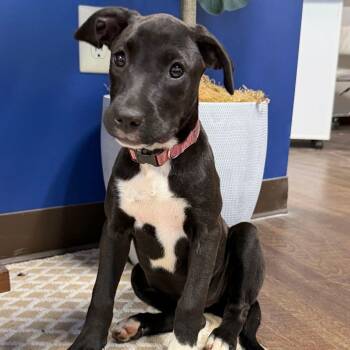 Sophie -  Boxer and Labrador Retriever Dog for Adoption in Glocester, Rhode Island - Sophie | PetCurious