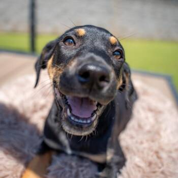 Terrier and Mixed Breed Dogs Available for Adoption in Gainesville, Georgia - Mr. Ray | PetCurious