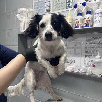 Mixed Breed Dogs Available for Adoption in Summerville, South Carolina - Hazel | PetCurious