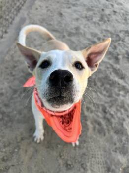 CARLY -  Labrador Retriever and Mixed Breed Dog for Adoption in Thousand Palms, California - CARLY | PetCurious