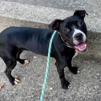 Rescue Mixed Breed Dogs for Adoption in Miamitown, Ohio - Cassidy | PetCurious