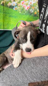 Mixed Breed Dogs Available for Adoption - Jasmine | PetCurious