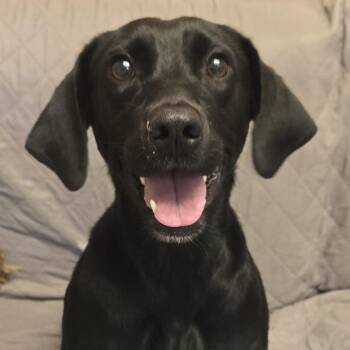 Mystic -  Black Labrador Retriever Dog for Adoption in Normal, Illinois - Mystic | PetCurious