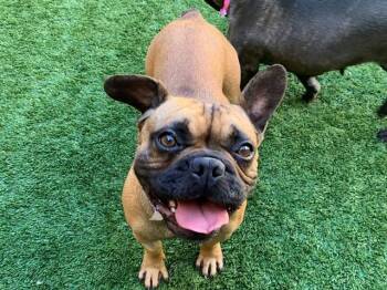 French Bulldog Dogs Available for Adoption - URGENT! SAVE ME PLEASE! Midora #A549344 | PetCurious