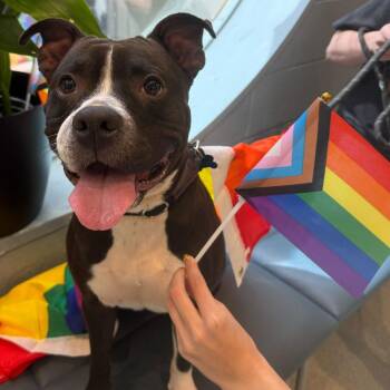 Cocoa Mama -  Pit Bull Terrier Dog for Adoption in Chicago, Illinois - Cocoa Mama | PetCurious