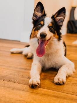 Jazzy - TRAINED PUPPY -  Border Collie Dog for Adoption in Miami, Florida - Jazzy - TRAINED PUPPY | PetCurious