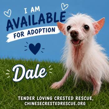 Dale -  Chihuahua Dog for Adoption in Houston, Texas - Dale | PetCurious