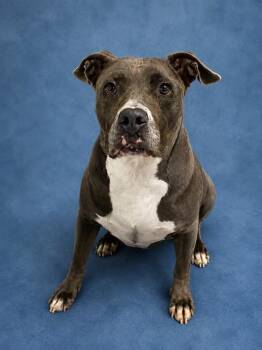 DREAM -  Pit Bull Terrier Dog for Adoption in Westminster, Maryland - DREAM | PetCurious