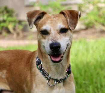 Catahoula Leopard Dog Dogs Available for Adoption in Mooresville, North Carolina - Henry | PetCurious