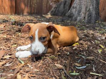 Pepper -  Beagle Dog for Adoption in Colorado Springs, Colorado - Pepper | PetCurious