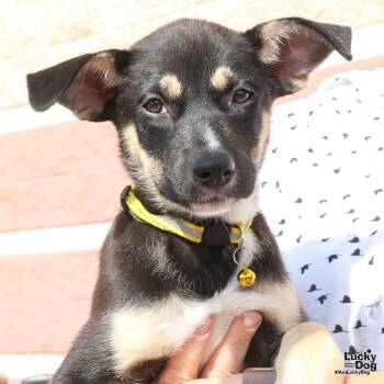 Rescue Shepherd Dogs for Adoption in Washington, District Of Columbia - Bunny | PetCurious