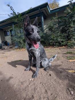 Bandit -  Australian Cattle Dog Blue Heeler Dog for Adoption in Coeur D
