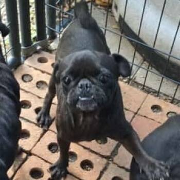 Rescue Pug Dogs for Adoption in West Islip, New York - Lila | PetCurious