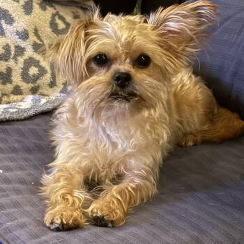 Coco Yorkie -  Yorkshire Terrier Dog for Adoption in Festus, Missouri - Coco Yorkie | PetCurious