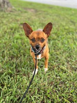 JJ -  Chihuahua and Mixed Breed Dog for Adoption in Aiken, South Carolina - JJ | PetCurious