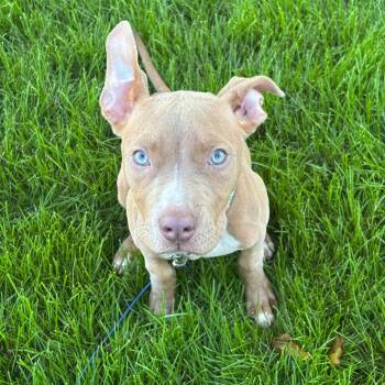Tory -  Mixed Breed Dog for Adoption in Dekalb, Illinois - Tory | PetCurious