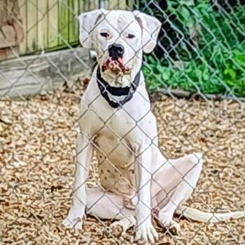Rescue Dogo Argentino Dogs for Adoption in Flintstone, Maryland - Ollie | PetCurious