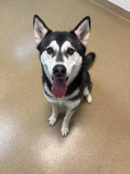 Alaskan Malamute and Mixed Breed Dogs Available for Adoption - Star | PetCurious