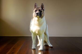 Vortex -  Akita Dog for Adoption in Sebastian, Florida - Vortex | PetCurious