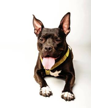 Penny -  Pit Bull Terrier Dog for Adoption - Penny | PetCurious
