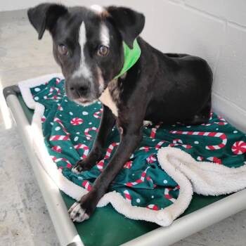 Nutter Butter 5717 -  Mixed Breed Dog for Adoption in Loxahatchee Groves, Florida - Nutter Butter 5717 | PetCurious