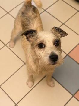 Banjo -  Terrier and Mixed Breed Dog for Adoption in Malvern, Pennsylvania - Banjo | PetCurious
