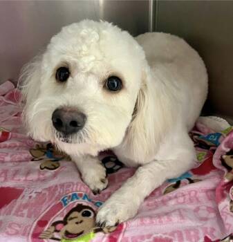 Rescue Maltese and Miniature Poodle Dogs for Adoption in Newport Beach, California - Ralph | PetCurious