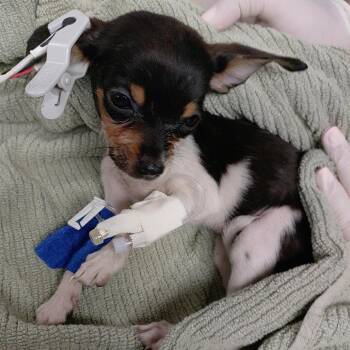 IVHS-Stray-141851 #1 -  Chihuahua Dog for Adoption in San Gabriel, California - IVHS-Stray-141851 #1 | PetCurious