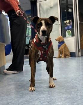 Rescue Mixed Breed Dogs for Adoption in Charleston, South Carolina - Goldie | PetCurious