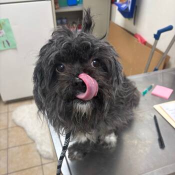 Rescue Shih Tzu Dogs for Adoption in Pekin, Illinois - Stormee | PetCurious