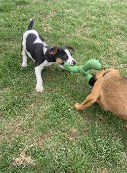 Heather Marie (Kaya) -  Shepherd and Hound Dog for Adoption in Irwin, Pennsylvania - Heather Marie (Kaya) | PetCurious
