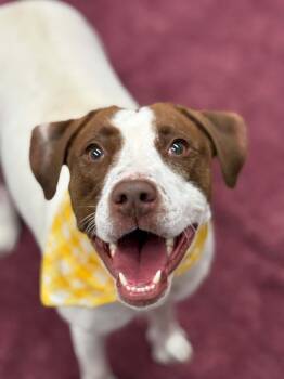 Ashland -  English Pointer and Mixed Breed Dog for Adoption in Oxford, Michigan - Ashland | PetCurious