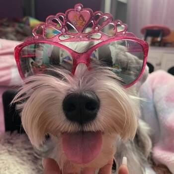 Willa - Home to Home -  Miniature Schnauzer Dog for Adoption in South Elgin, Illinois - Willa - Home To Home | PetCurious