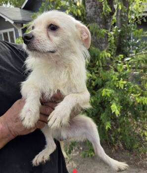 RESSO -  Chihuahua and Poodle Dog for Adoption in San Antonio, Texas - RESSO | PetCurious