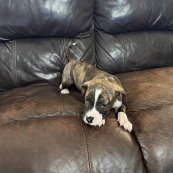 Parker -  Boxer Dog for Adoption - Parker | PetCurious