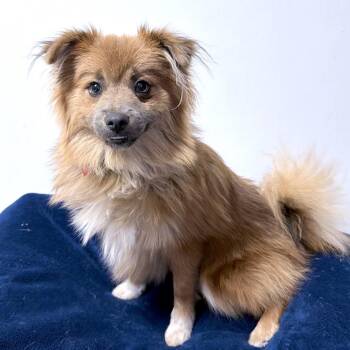 JJ -  Mixed Breed Dog for Adoption in Medford, Oregon - JJ | PetCurious