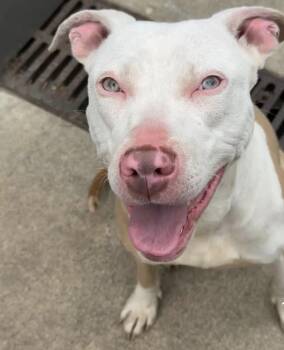 Pit Bull Terrier Dogs Available for Adoption in Chicago, Illinois - Sachet | PetCurious