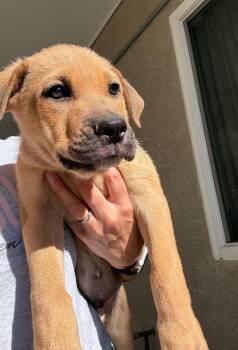 Gundemar -  German Shepherd Dog and English Bulldog Dog for Adoption in Lakewood, California - Gundemar | PetCurious