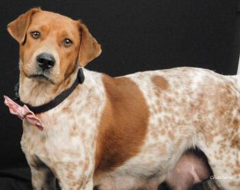 Hound Dogs Available for Adoption - Queen Iduna | PetCurious