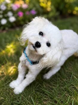 Bichon Frise and Maltipoo Dogs Available for Adoption in Phoenix, Arizona - Charlie | PetCurious