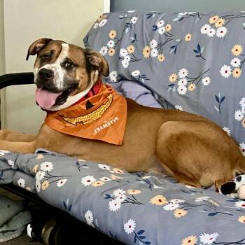 Rescue Boxer and American Bulldog Dogs for Adoption in Media, Pennsylvania - Bandit | PetCurious