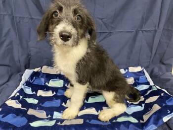 Border Collie and Mixed Breed Dogs Available for Adoption in Modesto, California - A609946 | PetCurious