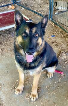 Rocky the Rockstar -  German Shepherd Dog Dog Available for Adoption in Greeneville, Tennessee - Rocky The Rockstar | PetCurious