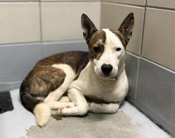 A2097629 -  Staffordshire Bull Terrier and Mixed Breed Dog for Adoption in Houston, Texas - A2097629 | PetCurious