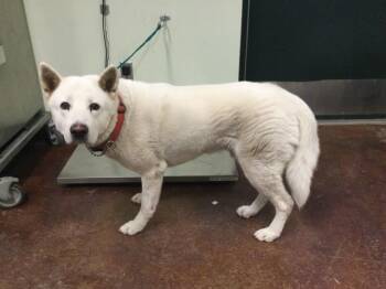 Rescue Akita and Mixed Breed Dogs for Adoption in Thousand Palms, California - BALOO | PetCurious