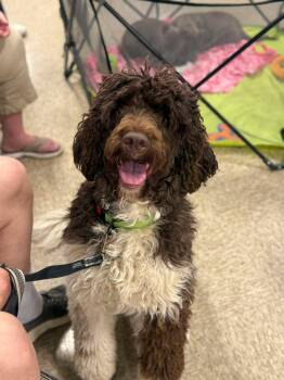 Spaniel and Poodle Dogs Available for Adoption in Fenton, Missouri - Tiki | PetCurious